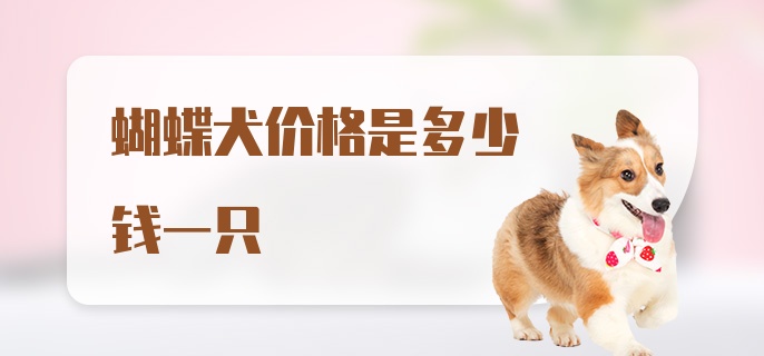 蝴蝶犬价格是多少钱一只