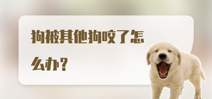 狗被其他狗咬了怎么办？