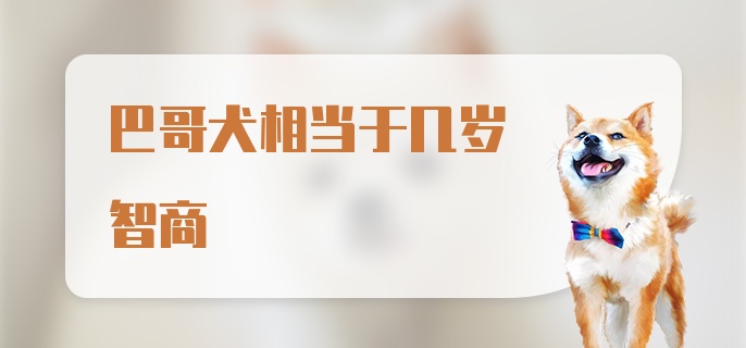 巴哥犬相当于几岁智商