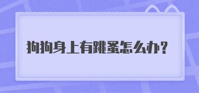 狗狗身上有跳蚤怎么办？