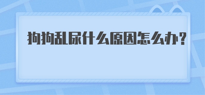 狗狗乱尿什么原因怎么办？