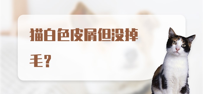 猫白色皮屑但没掉毛？