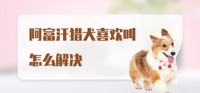 阿富汗猎犬喜欢叫怎么解决