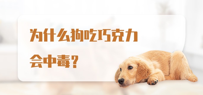 为什么狗吃巧克力会中毒？