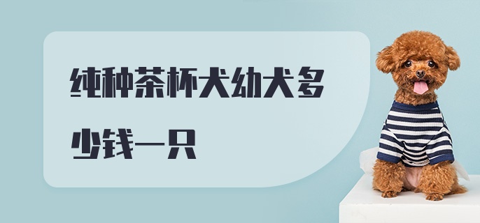 纯种茶杯犬幼犬多少钱一只