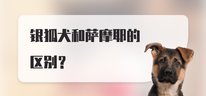 银狐犬和萨摩耶的区别？