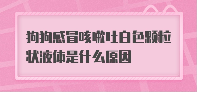 狗狗感冒咳嗽吐白色颗粒状液体是什么原因