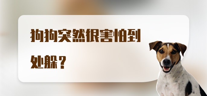 狗狗突然很害怕到处躲？