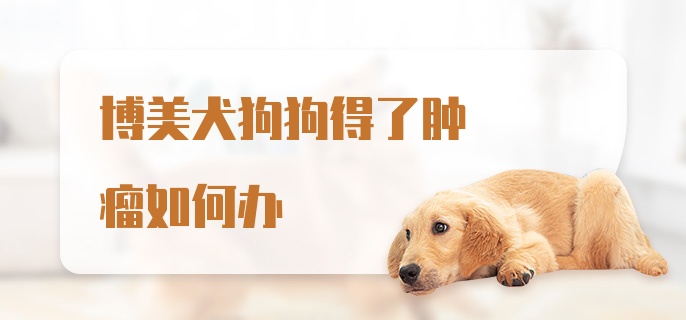 博美犬狗狗得了肿瘤如何办