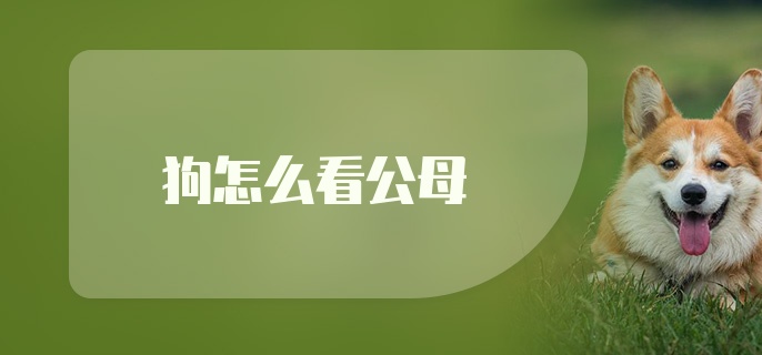 狗怎么看公母