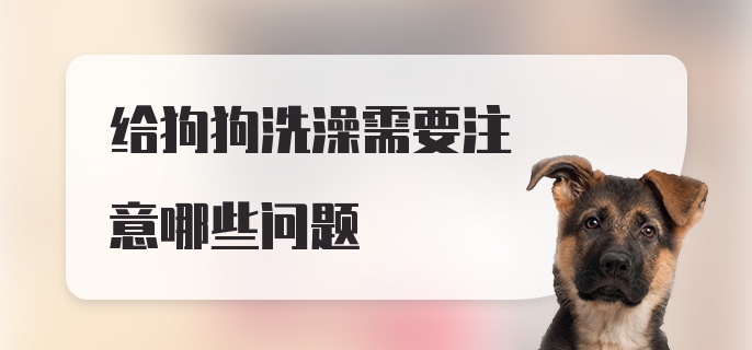 给狗狗洗澡需要注意哪些问题