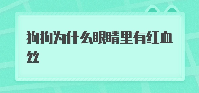 狗狗为什么眼睛里有红血丝