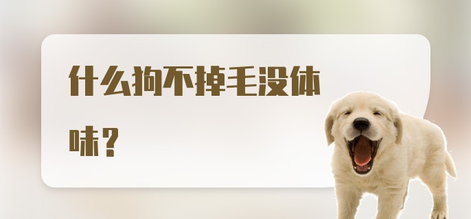 什么狗不掉毛没体味？