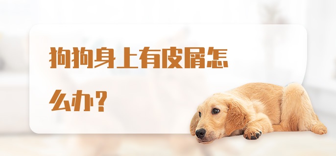 狗狗身上有皮屑怎么办？