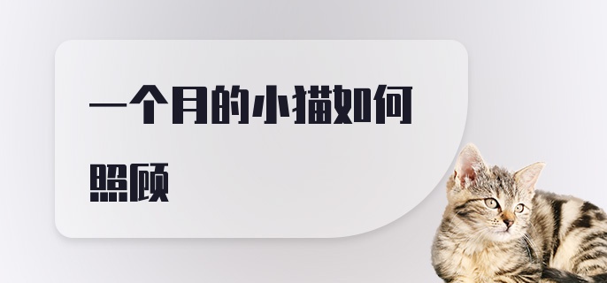 一个月的小猫如何照顾