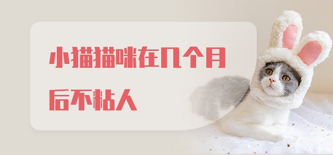 小猫猫咪在几个月后不粘人