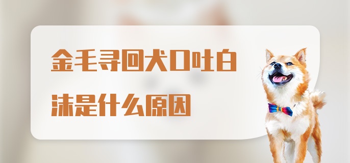 金毛寻回犬口吐白沫是什么原因