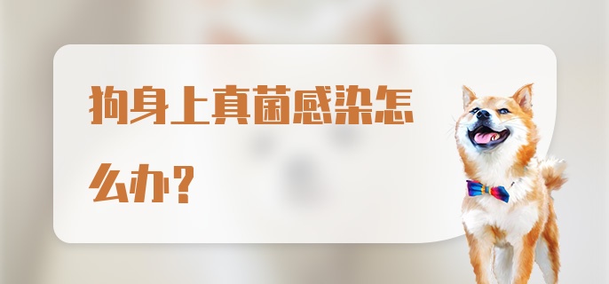 狗身上真菌感染怎么办？