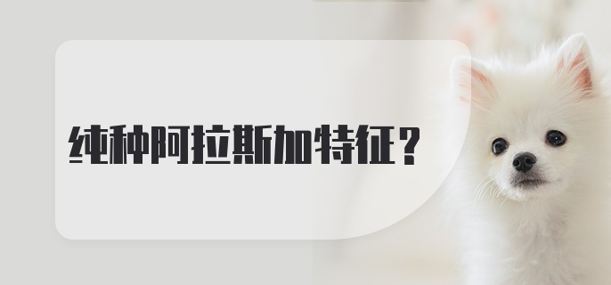 纯种阿拉斯加特征？