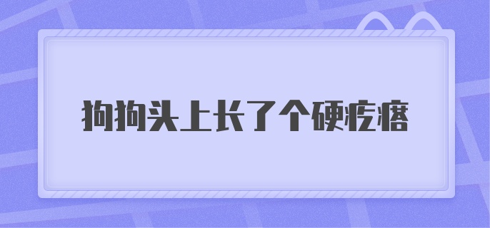 狗狗头上长了个硬疙瘩