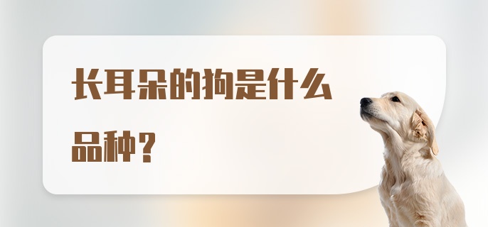 长耳朵的狗是什么品种?