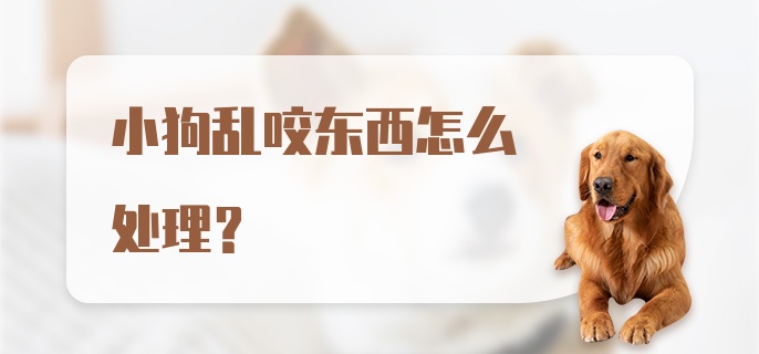 小狗乱咬东西怎么处理?