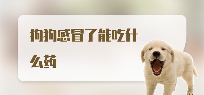 狗狗感冒了能吃什么药