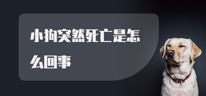 小狗突然死亡是怎么回事