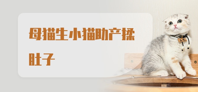 母猫生小猫助产揉肚子