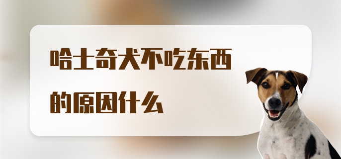 哈士奇犬不吃东西的原因什么