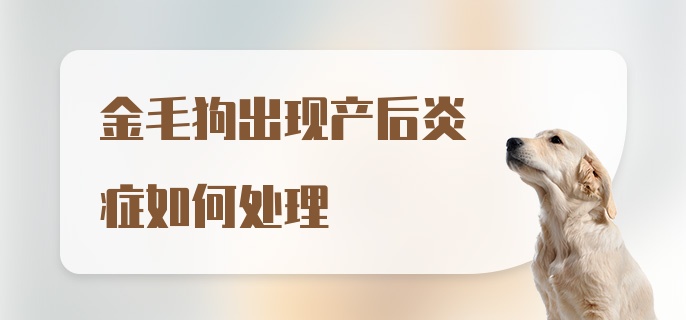 金毛狗出现产后炎症如何处理