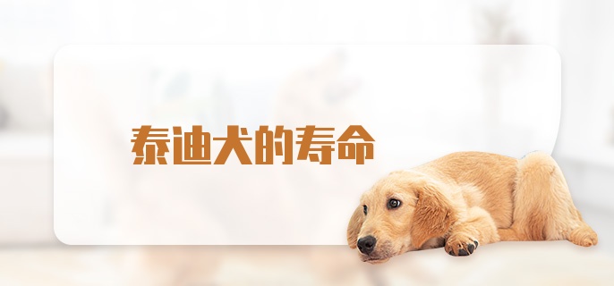 泰迪犬的寿命