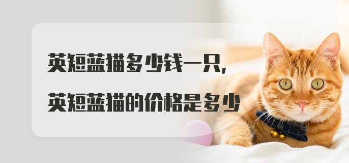 英短蓝猫多少钱一只，英短蓝猫的价格是多少