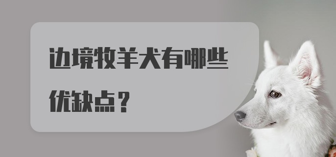 边境牧羊犬有哪些优缺点？