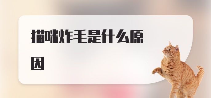 猫咪炸毛是什么原因