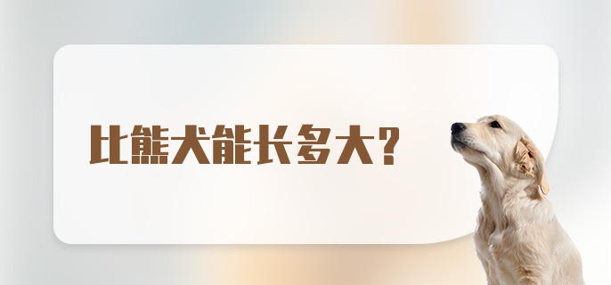 比熊犬能长多大？