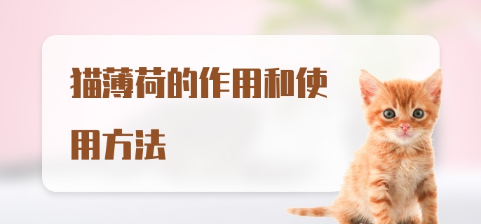 猫薄荷的作用和使用方法