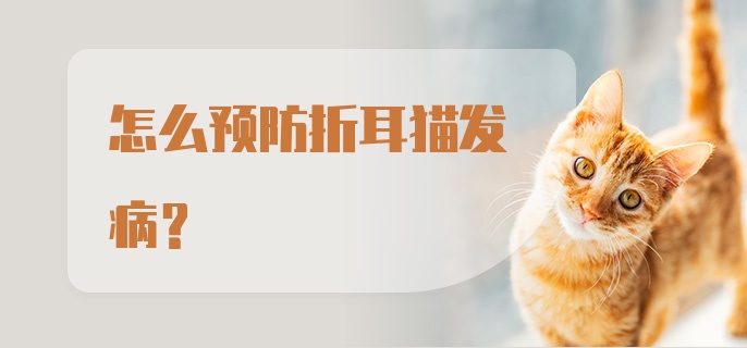 怎么预防折耳猫发病？