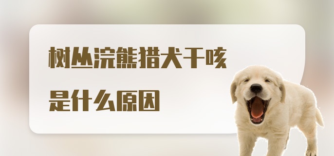 树丛浣熊猎犬干咳是什么原因