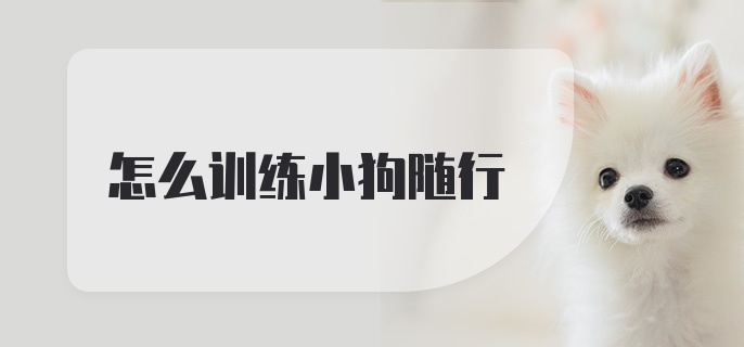 怎么训练小狗随行