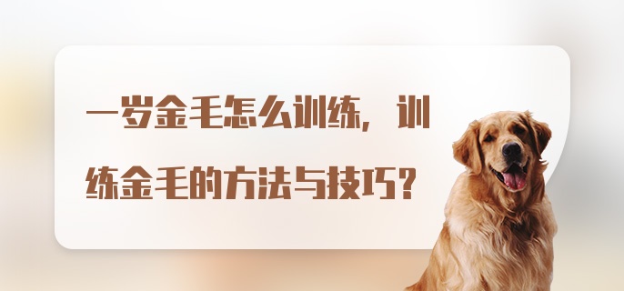 一岁金毛怎么训练，训练金毛的方法与技巧？