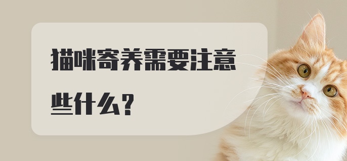 猫咪寄养需要注意些什么？