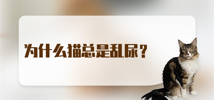 为什么猫总是乱尿？