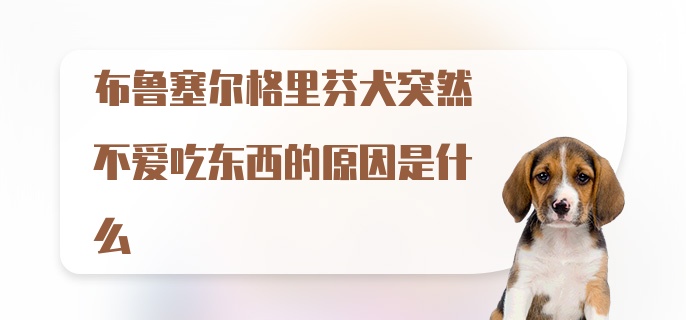 布鲁塞尔格里芬犬突然不爱吃东西的原因是什么