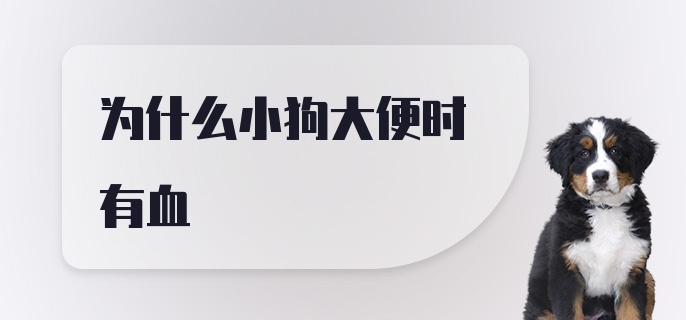 为什么小狗大便时有血