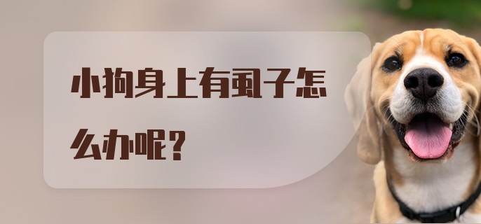 小狗身上有虱子怎么办呢？