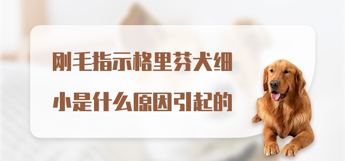 刚毛指示格里芬犬细小是什么原因引起的