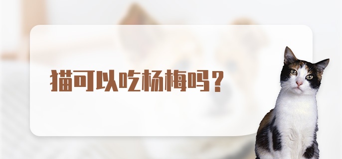 猫可以吃杨梅吗？