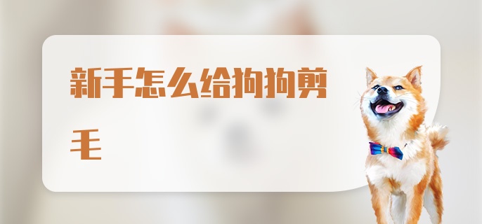 新手怎么给狗狗剪毛