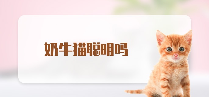 奶牛猫聪明吗